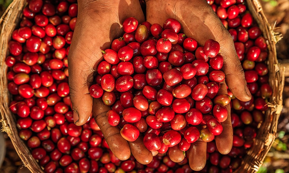 Sidamo Ethiopian Coffee