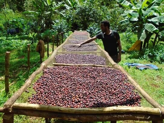 Harar Ethiopian coffee